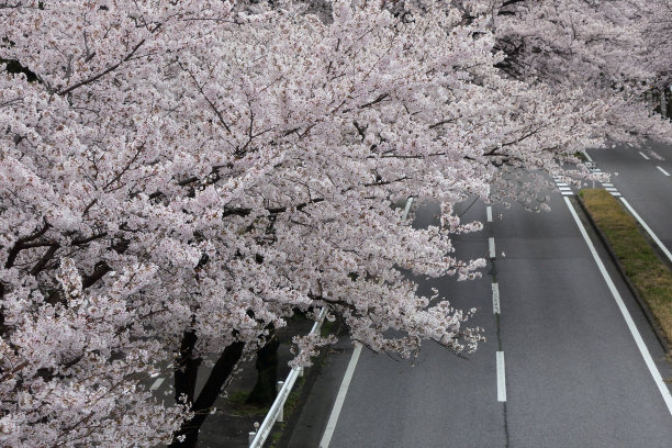樱花在春天开花图片下载
