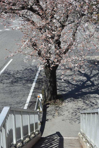 樱花在春天开花图片下载