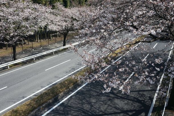 樱花在春天开花图片下载