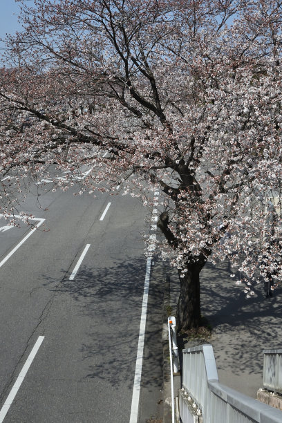 樱花在春天开花图片下载