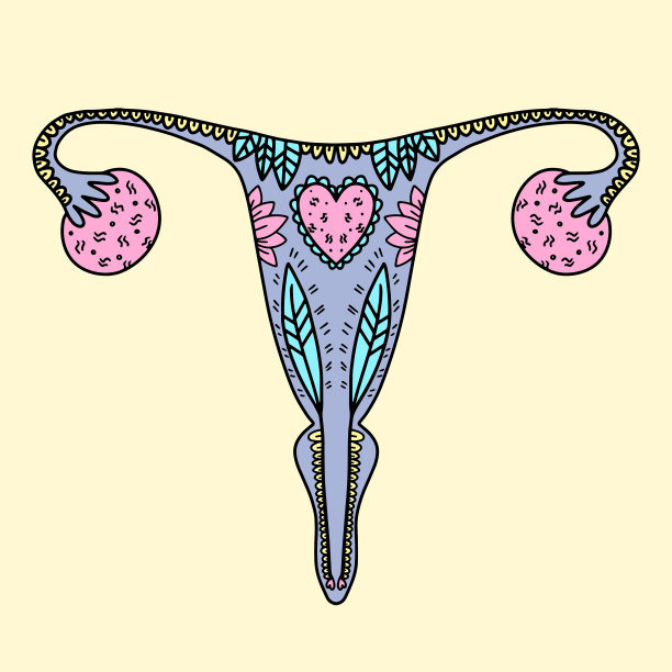 图示女性生殖系统。矢量图图片下载