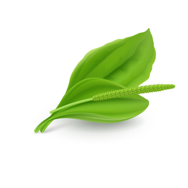 绿色的树叶图片下载