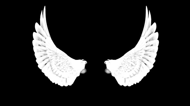 白色的小羽翼在广阔的黑色背景上图片下载