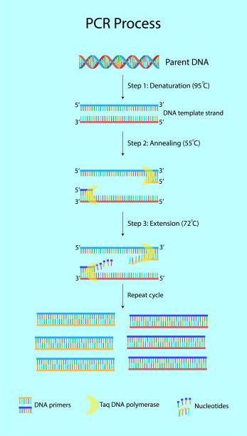 聚合酶链式反应过程图片下载