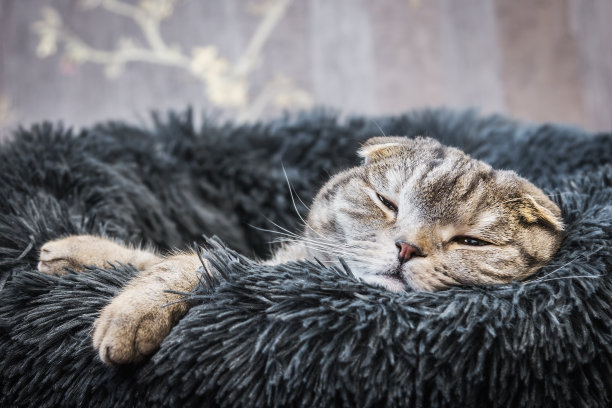 可爱的猫睡在柔软的床上看图片下载