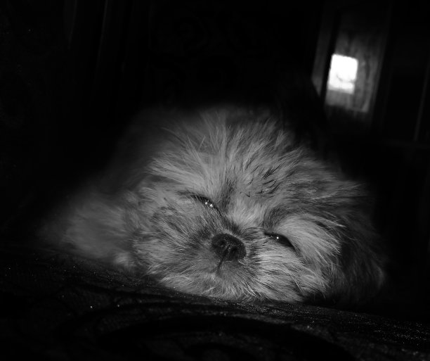 拉萨阿普索小狗的肖像。图片下载