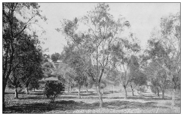 美国古董黑白照片:加利福尼亚橄榄园图片下载