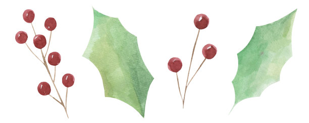 一套水彩小枝的红色月桂和绿叶孤立在白色的背景。圣诞节的绿色。图片下载