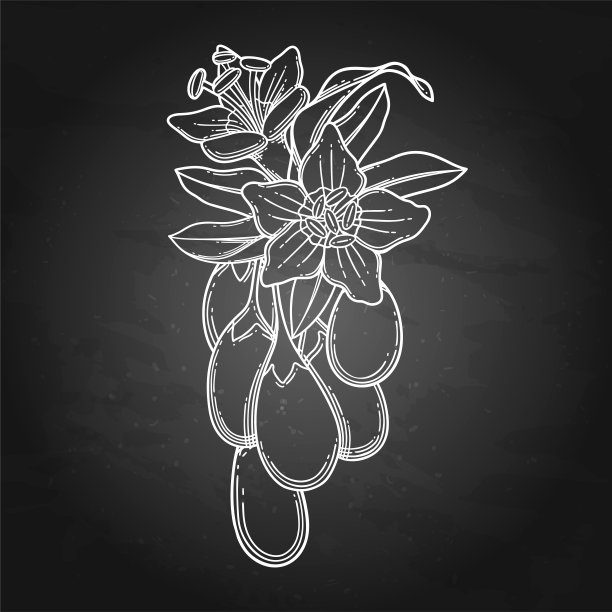 一束带有叶子和花朵的枸杞。图片下载