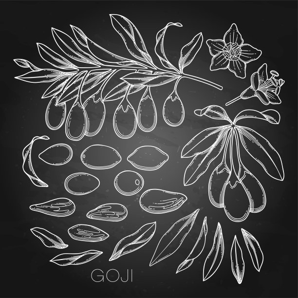 收集图形枸杞花，叶子和浆果。图片下载