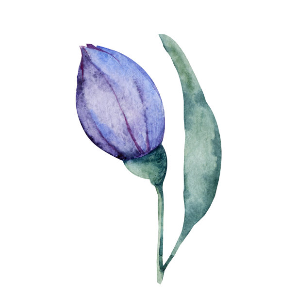 蓝钟花，银莲花。手水彩插图孤立的白色背景。设计婚礼印刷品，请柬，祝贺，剪纸，明信片，生日图片下载