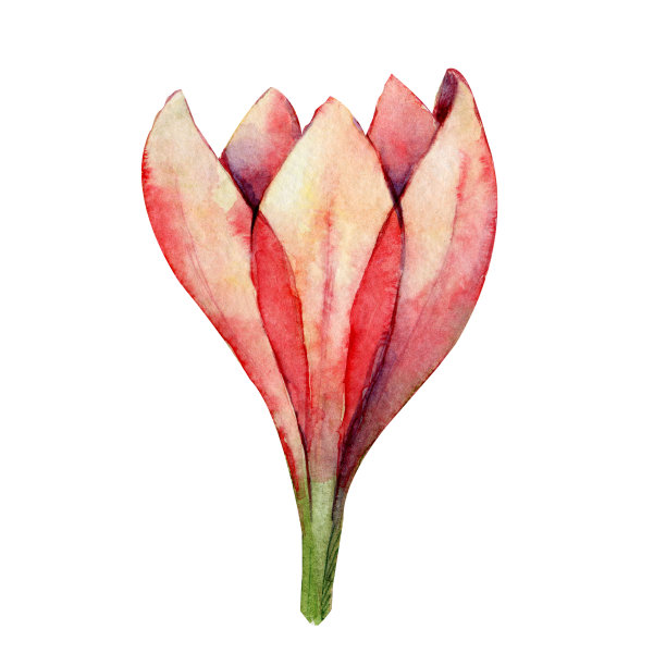 银莲花，红芽。手水彩插图孤立的白色背景。设计婚礼印刷品，请柬，祝贺，剪纸，明信片，生日图片下载