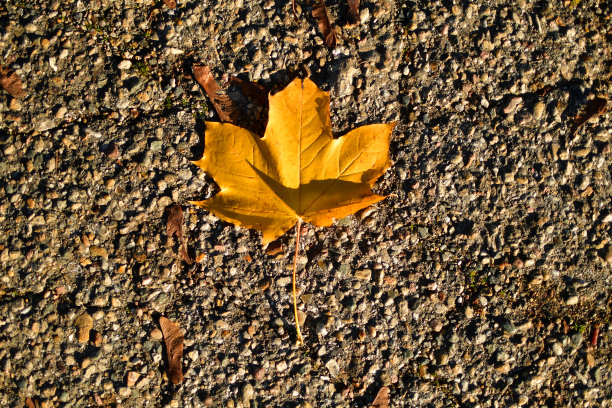 死去的叶子图片下载