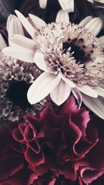 菊花、康乃馨图片下载