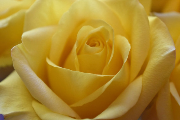 近距离看一个盛开的黄色玫瑰花图片下载