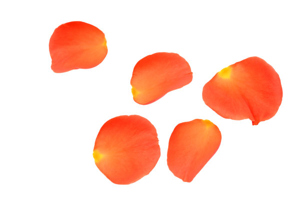 浪漫的红玫瑰花瓣在白色与复制空间图片下载