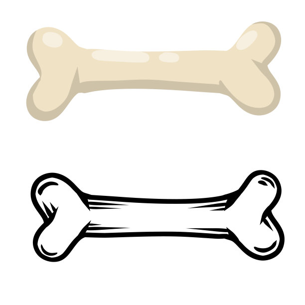 的骨头。人类骨骼的一部分。白狗玩具。图片下载