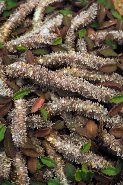 大戟科植物的茎周围浓密而杂乱的刺图片下载