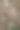 大戟科植物的茎周围浓密而杂乱的刺图片下载