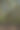 树图片下载