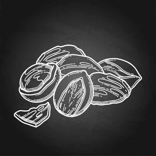 一堆干果。向量植物设计图片下载