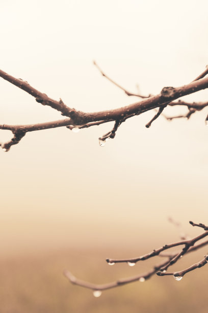 雨中的树枝，特写图片下载