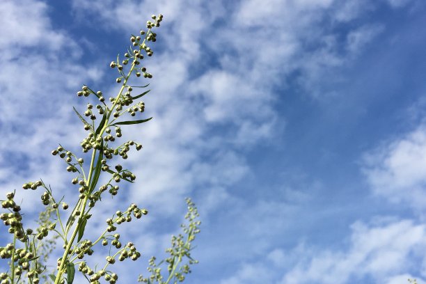 蓝天下一株高大草本植物的枝条图片下载