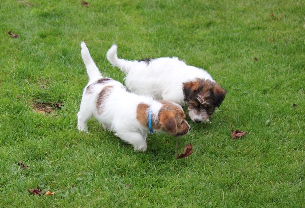 杰克罗素梗图片下载