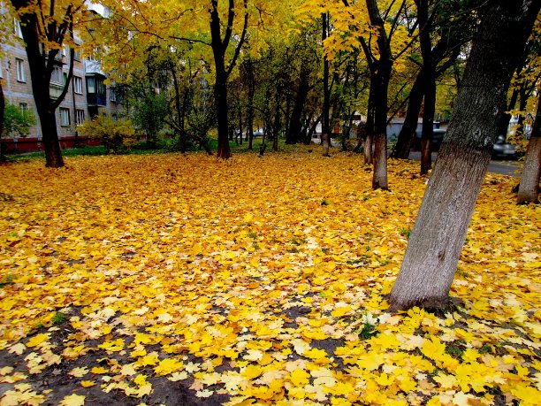 金秋落叶住宅庭院图片下载