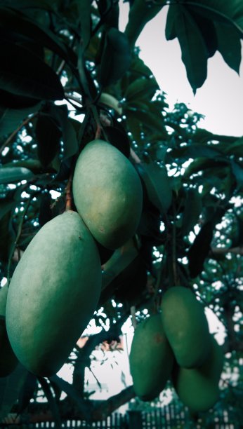 年轻的芒果图片下载