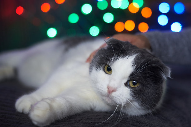 女人的手在花环的背景上抚摸着一只可爱的猫，选择性的聚焦。图片下载