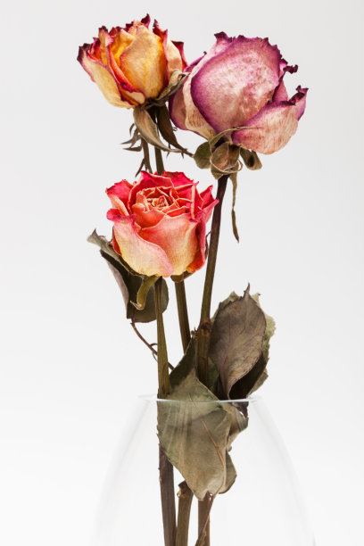 白色背景上的一束干玫瑰图片下载