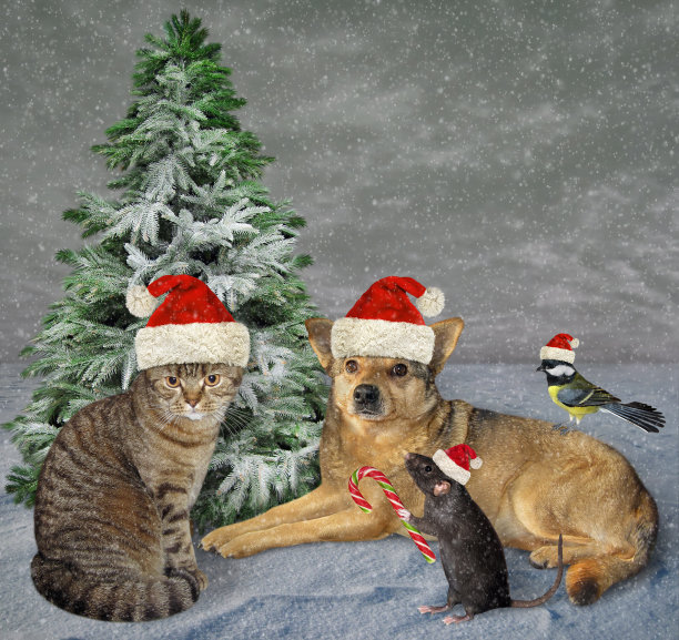 森林里的宠物为圣诞节2图片下载