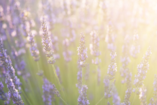薰衣草花与明亮的夏日阳光的特写图片下载