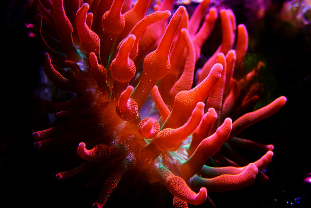 多色泡尖海葵-四色茵朵图片下载