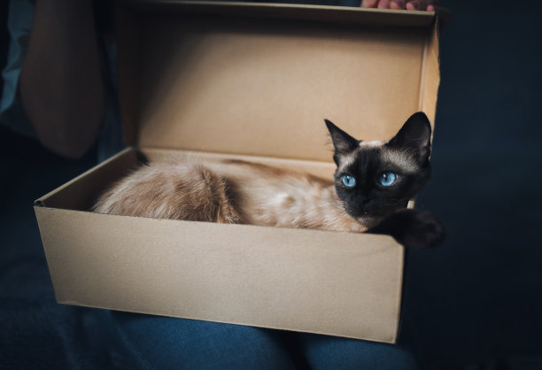 女主人拿着一个纸板箱，里面躺着一只可爱的蓝眼睛棕色暹罗猫。猫的游戏和习惯。可爱和美丽的宠物在您的家。图片下载