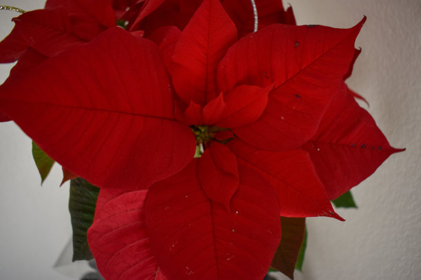 美丽的一品红花植物图片下载