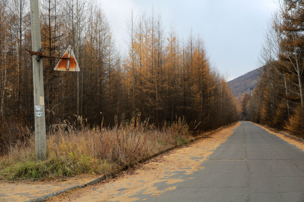 柏油路通向远方和秋天的森林。图片下载