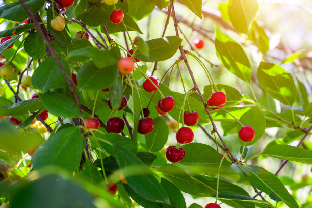 红色成熟的浆果在甜樱桃树枝上，在花园的春天和夏天的树叶背景图片下载