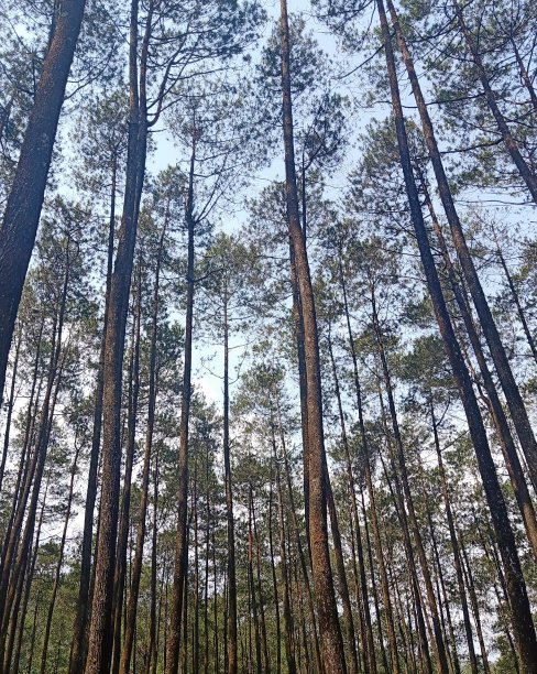 松属的树木图片下载