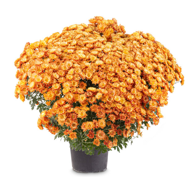 黑色花盆里的黄色菊花图片下载