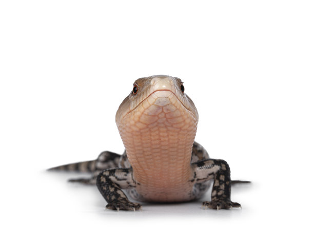 印度尼西亚蓝舌石龙子对白色图片下载