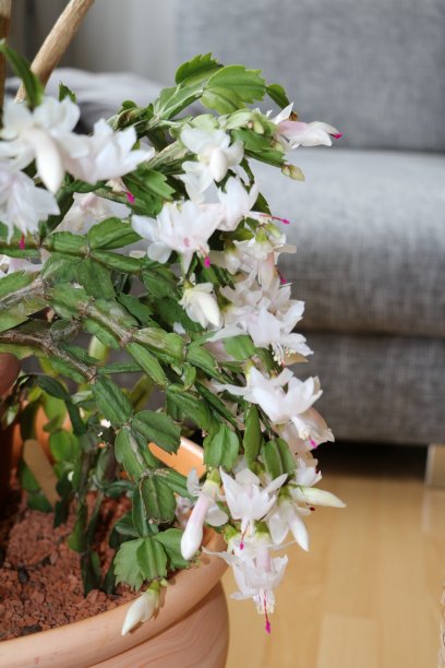 德国斯伦贝谢的白花图片下载