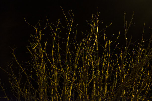 树枝映着天空图片下载