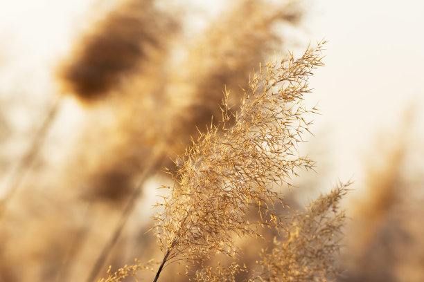 夕阳下金色的芦苇图片下载
