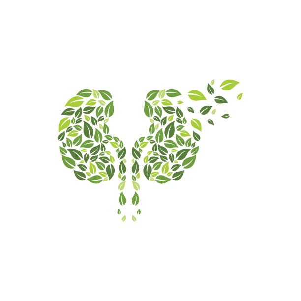 肾载体图示图片下载