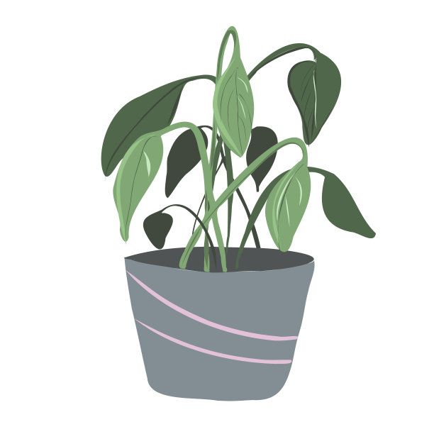 室内盆栽图片下载