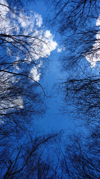 蓝天下的树木图片下载