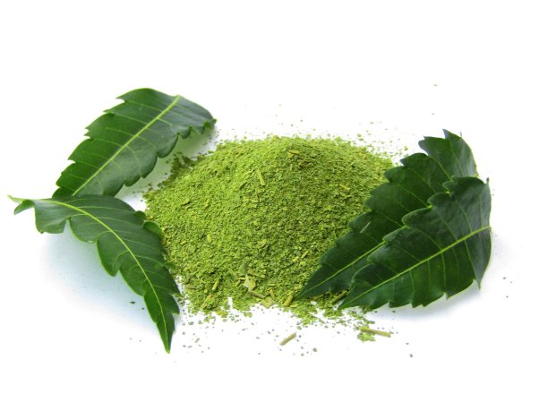 印楝叶带粉末，印楝叶孤立白色背景，药用印楝叶库存照片图片下载