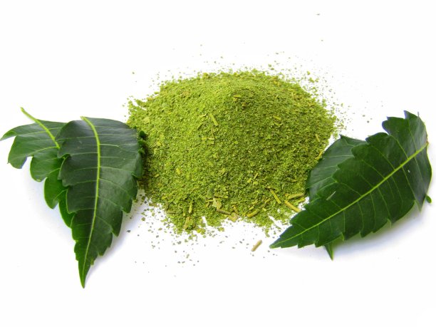 印楝叶带粉末，印楝叶孤立白色背景，药用印楝叶库存照片图片下载